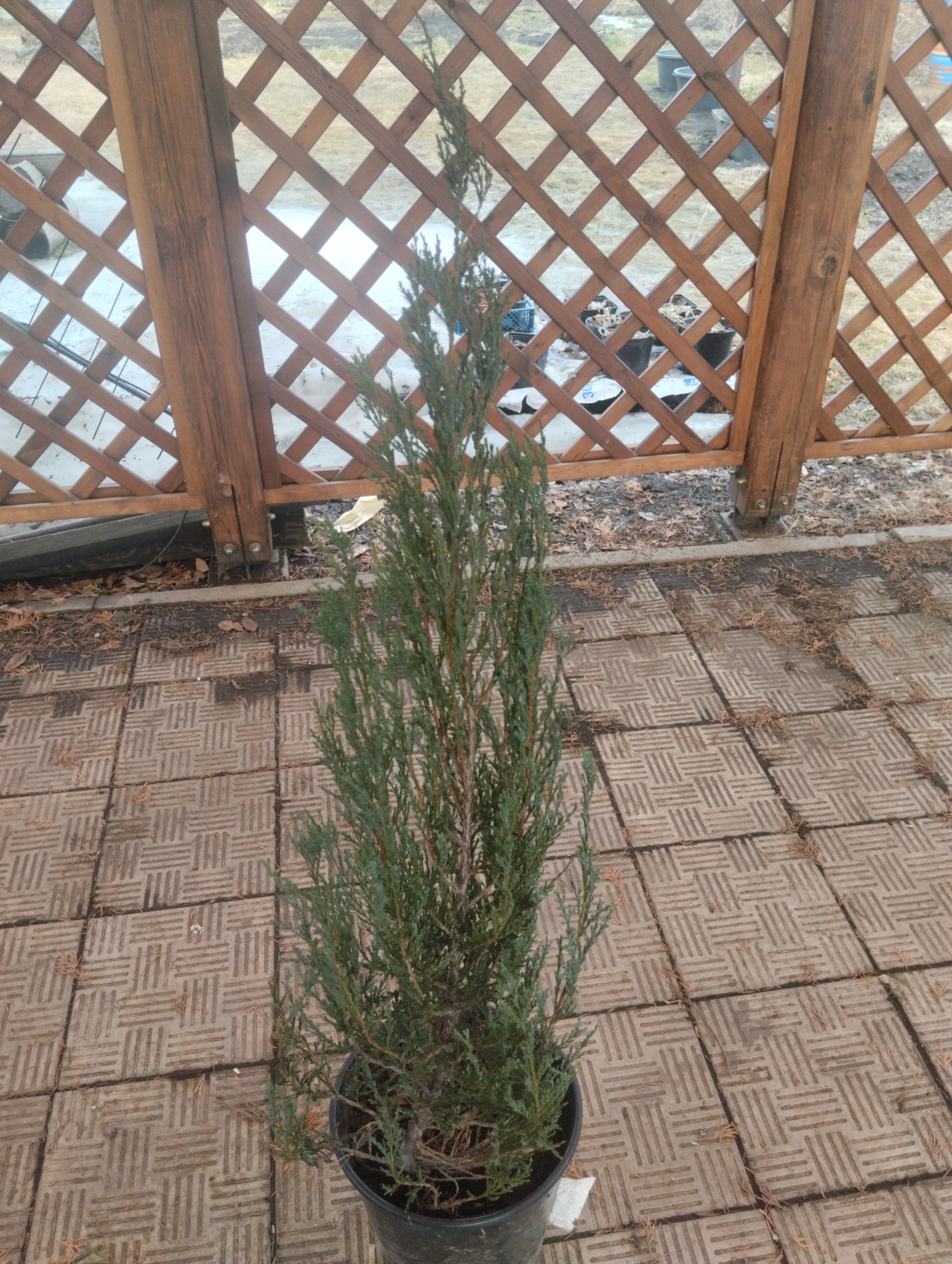 Можжевельник Blue Arrow — фото 3