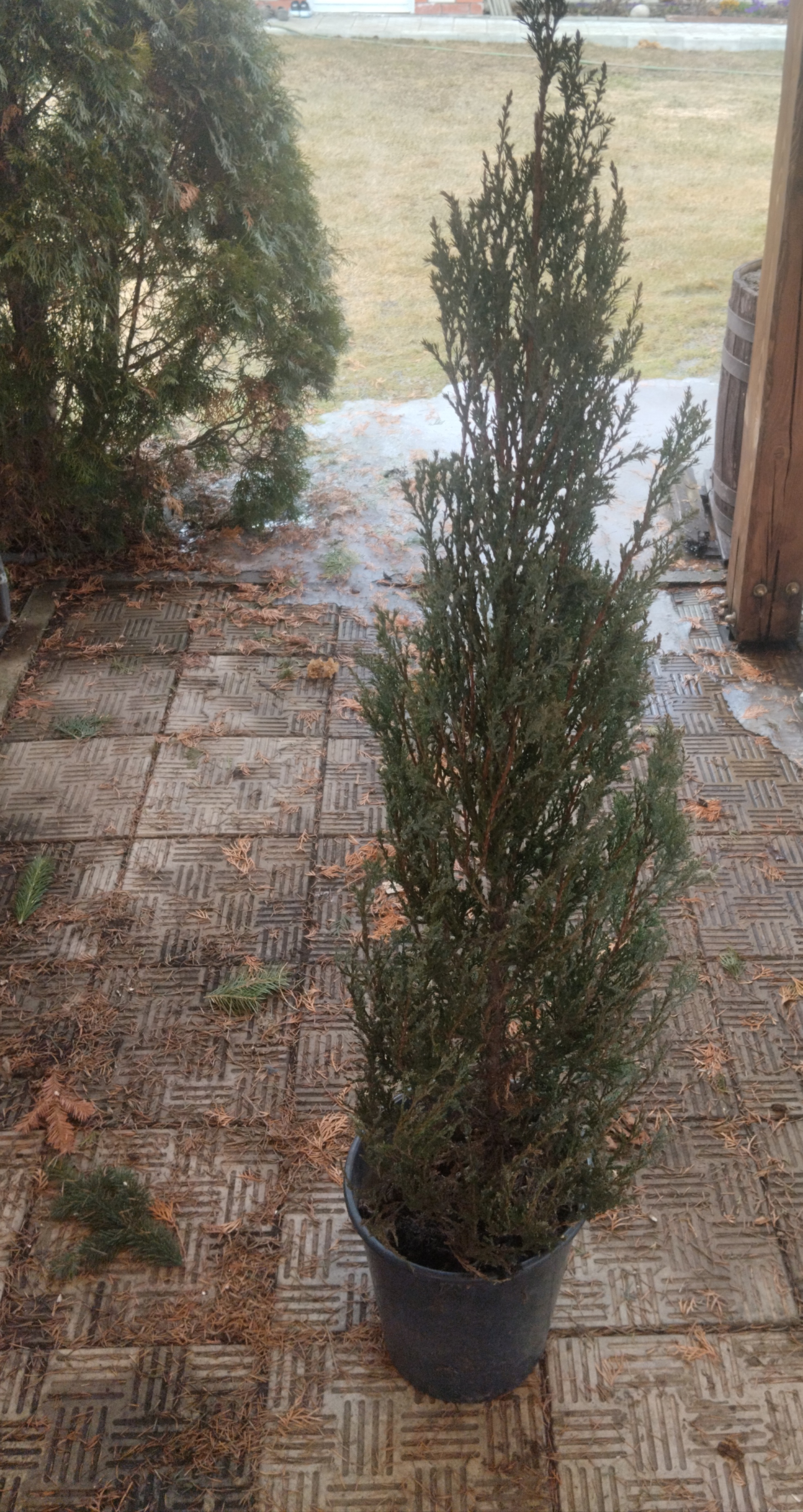 Можжевельник Blue Arrow — фото 2