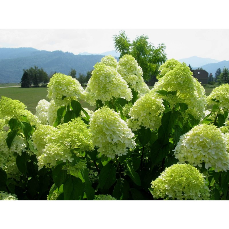 Гортензия Лаймлайт