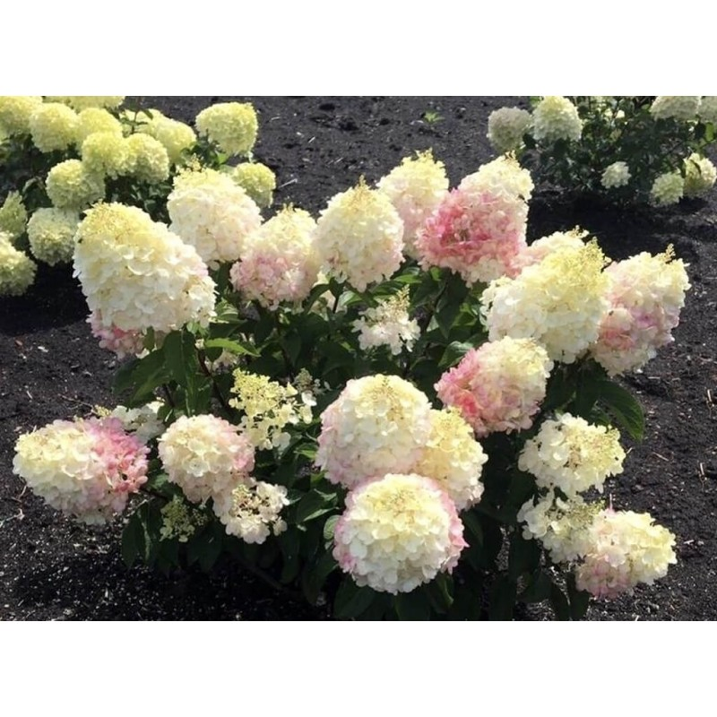 Гортензия Литл Блоссом