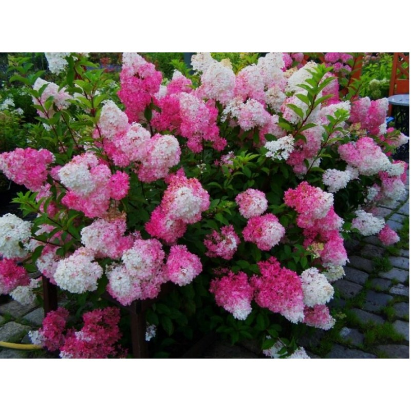 Гортензия Фрайз мельба»