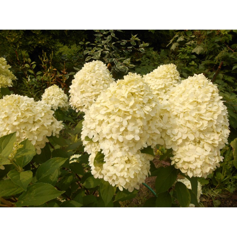 Гортензия Коттон Крем