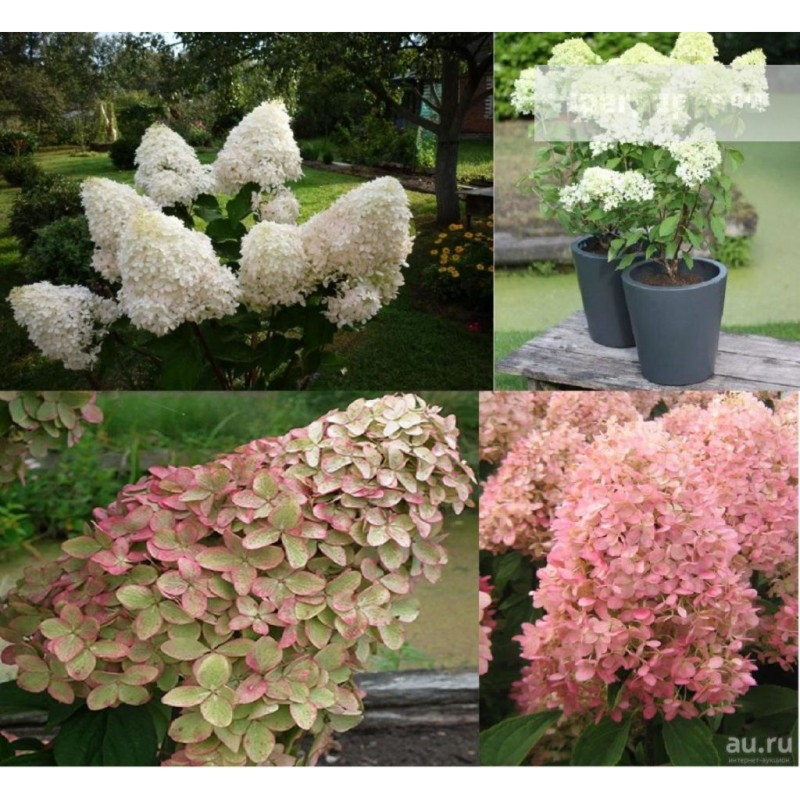 Гортензия метельчатая жемчужина фестиваля
