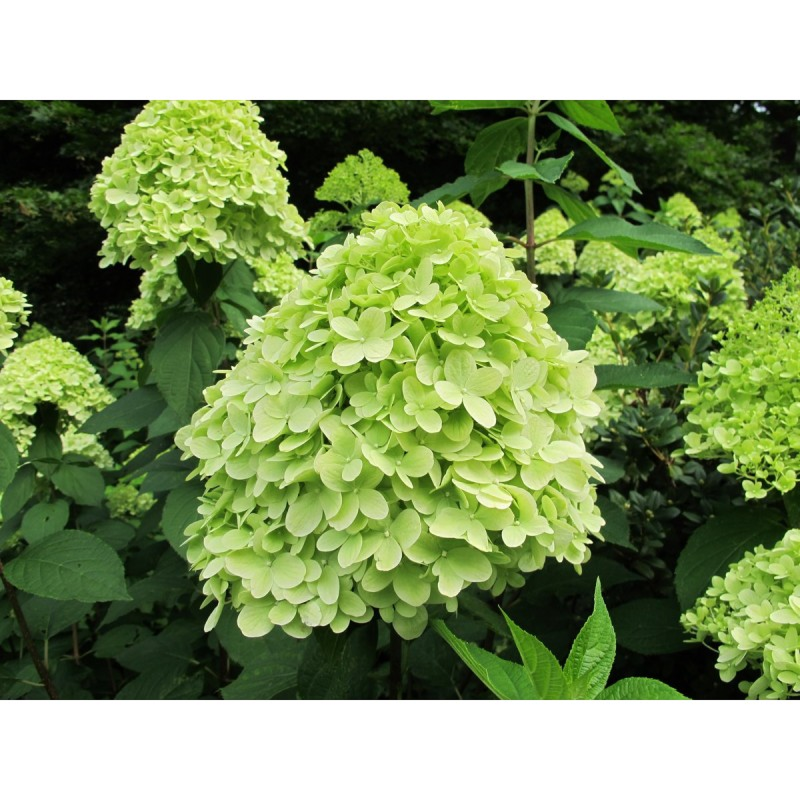 Гортензия метельчатая мохито