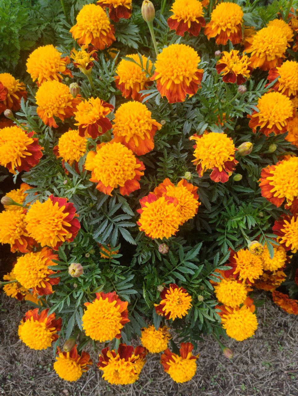Бархатцы кустовые Вид 2